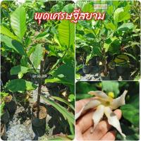 ราคา ต้น​ดอก​พุด​เศรษฐี​สยาม​ (ขนาด​ 40 ซม.)​ (11608040880)