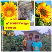 ราคา เมล็ดพันธุ์ทานตะวัน800เมล็ด (แมมมอธ)ดอกใหญ่สวยงาม ทนแล้ง ให้ผลผลิตสูง (7635046443)