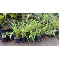 ราคา เตยหอมด่าง (ด่างขาว) (20495193296)