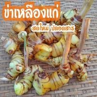 ราคา ข่าเหลืองแก่900กรัม ข่าเหลืองปลอดสารขุดสดใหม่ตามคำสั่งซื้อ (29323227500)