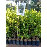 ราคา ต้นมะนาวแป้นพวง ตอนกิ่ง (5963850810)