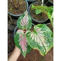 ราคา ฮกหลง บอนสีฮกหลง ไซส์แม่พันธุ์ มีหัว (12112448374)