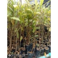 ราคา ต้นจิกน้ำหรือต้นกระโดนน้ำหรือต้นไคร้ย้อยเพาะเมล็ด (12830276419)