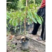 ราคา ต้นกล้า/ทุเรียนหมอนทอง(ต้นละ85บาท.)ความสูงประมาณ40/60ซม. (19027029140)