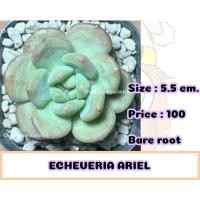 ราคา Echeveria ariel กุหลาบหิน ไม้อวบน้ำ succulent (8189636006)