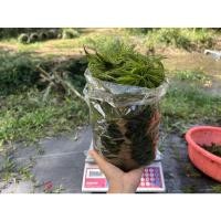 ราคา สาหร่ายหางกระรอกพุงชะโด 500g. 35บาท (14131527304)