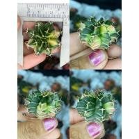 ราคา ยิมโนด่างทุกพู ไซต์ขนาด 3 ซม+++ (10847683121)