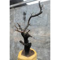 ราคา ตะโก บอนไซ ความสูงต้นรวมกิ่ง 65 ซม. (19867832370)