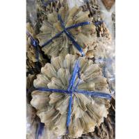 ราคา พร้อมส่งไว ปลากระดี่ตากแห้ง 10 วง ลาตากแห้ง 100% เก็บได้นาน (28752588353)