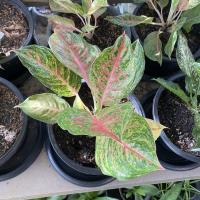 ราคา ต้นกวักเงิน กวักทอง กระถาง10นิ้ว (11229043267)