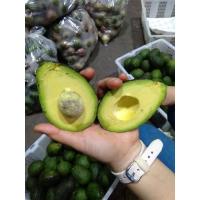 ราคา อะโวคาโด้ พันธุ์แฮส(hass) ราชาแห่งผลไม้ *หอม เหนียว มัน อร่อย รับประกันเนื้อ ส่งตรงจากของโครงการหลวงเชียงใหม่ (4655172315)