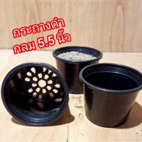 ราคา 5.5นิ้ว กระถางพลาสติก ดำ กลม กระถางกระบองเพชร แคตตัส ต้นไม้ (3781284125)