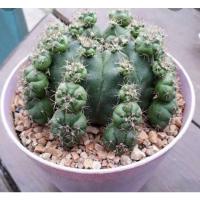 ราคา แคคตัสยิมโนแม่ลูกดก (13032410079)