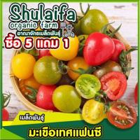 ราคา 3แถม1มะเขือเทศเชอร์รึ่ แฟนซี 50เมล็ด เมล็ดพันธุ์มะเขือเทศหลากสี เมล็ดมะเขือเทศเชอร์รี่ เมล็ดผักสวนครัว (23317441186)