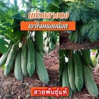 ราคา คละ สวนครัว ปลูก เมล็ดพันธุ์คุณภาพสูงในสต็อกในประเทศไทย พร้อมส่งเมล็ดมะละกอ แก้วกลางดง ต้นเตี้ยลูกดก 30 เมล็ดเมล็ 9QJO (21444914956)