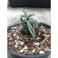 ราคา มะพร้าวทะเลทราย ดอร์สฮิล มะพร้าวฮิล dorstenia D. hildebrandtii ดอร์สอ้วน ดอสทีเนีย มะพร้าว ดอสอ้วน ดอส (24343390627)