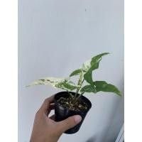 ราคา ต้นเงินไหลมาด่างขาวว (9973853747)