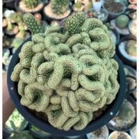ราคา แมมนิ้วทองคริส คริสตาต้า ฟอร์มกอ แคคตัส กระบองเพชร (Mammillaria Elongata Cristata) (9363533670)