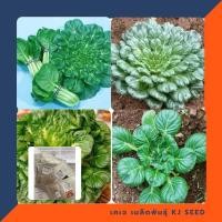 ราคา ผักกวางตุ้ง แทตฉ่อย - Tat Soi Chinese flat cabbage บรรจุ 150 เมล็ด คุณภาพดี ของแท้ 100% (1701065821)