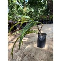 ราคา โกสน ต้นโกสน ต้นโกสนเเบบชำ (13440364793)