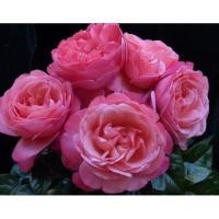 ราคา เมล็ดกุหลาบเลื้อยสีชมพูเข้ม (72551162)