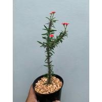 ราคา โป๊ยเซียนแคระใบเรียว โป๊ยเซียนคริสต์มาส (Euphorbia)(ยูโฟเบีย) (22151300141)