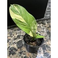 ราคา เศรษฐีวิลสันด่าง ไม้มงคล ขายต้นในภาพ พร้อมส่ง (10898304274)