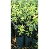 ราคา ผักหวานป่าเพาะเมล็ด1ถุงมี2ต้นจัดชุดขาย10ถุง289.- (4563105922)