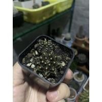 ราคา แคคตัส ยิมโน LB HYBRID เชื้อด่าง ได้ทั้งหมดในกระถาง ส่งแบบถอดราก (6970141295)