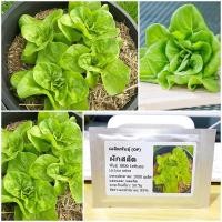 ราคา เมล็ดพันธุ์ ผักสลัดบิบ (Bibb Lettuce Seed) บรรจุ 1000 เมล็ด คุณภาพดี ราคาถูก ของแท้ 100% (2363939722)