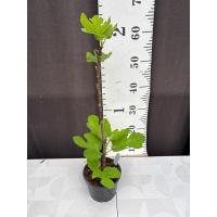 ราคา มะเดื่อฝรั่ง Fig พันธุ์ Breva (28086021730)