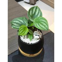 ราคา เปปเปอร์เเตงโม ต้นเปปเปอร์เเตงโม + กระถางเซรามิก3.5นิ้ว + ถาดรองไม้สีครีม + เม็ดดินเผาสีขาว +ตุ๊กตาตกเเต่ง Minitree89 (5491808593)