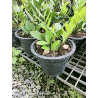 ราคา กวักมรกต ต้นกวักมรกต ไม้มงคล (12704810470)