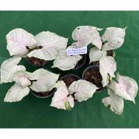 ราคา Syngonium green splashกรีนสแปลช (19108221679)