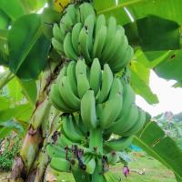 ราคา หน่อกล้วย "หอมเขียวเตี้ย" ขุดสด (41022554622)