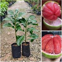 ราคา ต้นส้มโอทับทิมสยามเสียบยอดพันธุ์ต้นเตี้ย (40760430379)