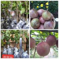 ราคา ต้นเสาวรสหม่าเทียน หวาน เปลือกหนา (5710193928)