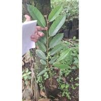 ราคา ต้นทุเรียนเสียบยอดพวงมณี (41223146895)