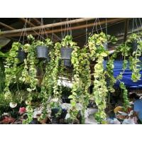 ราคา ต้นโฮย่าเกลียวใหญ่ หรือเกลียวสวาท หรือไส้หมู ดอกหอมสีชมพูดอกกลม (13015597626)