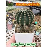 ราคา ต้นกระบองเพชร (Cuctus) : อิชินอปแองเจิ้ลไฮบริด (6094130214)