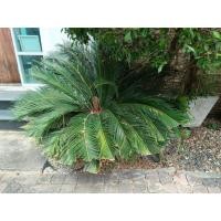 ราคา ต้น ปรงญี่ปุ่น Sago palm พร้อมปลูกในถุงดำ 59 บาท ปรง Cycad (25723775994)