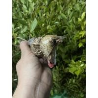 ราคา ไทรเกาหลี สูง 30-50 ซม. (8077115250)