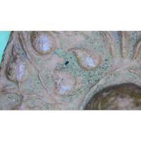 ราคา พระคงลำพูนกรุวัดมหาวันสวยชัดเก่าแท้(มีภาพขยายเนื้อ1,000x) (11849213808)