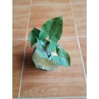 ราคา ออมเงินชมพูใบติดด่างและต้นออมทอง ต้นไม้ตระกูลSyngonium hybrid (8385235563)