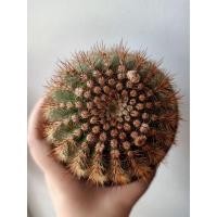 ราคา ❗❗ส่งฟรีไม่ต้องใช้โค๊ด❗❗โนโตแคคตัสดอกสีส้ม หนามแดง (4296263865)