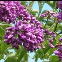 ราคา 15 เมล็ด ดอกคูน ดอกคูณ ราชพฤกษ์ Golden shower, Indian laburnum, Pudding-pipe tree Seeds ดอกสีม่วง (40973667631)