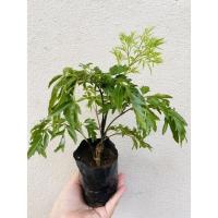 ราคา ต้นเล็บครุฑ (แพ็ค5 ต้น) เล็บครุฑกระจก เล็บครุฑทอดมัน เล็บครุฑใบฝอย (14240170225)