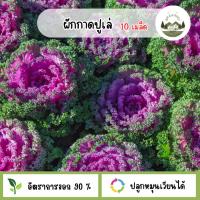 ราคา เมล็ดพันธุ์ผักกาดปูเล่ 10 เมล็ด (50500554269)