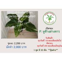 ราคา เปิดจอง เนื้อเยื่อ Philodendron Philodendron Giganteum ( หูช้างด่างขาว ) (11643801676)