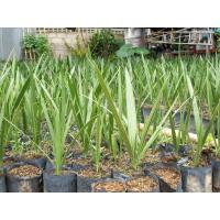 ราคา ต้นอินทผาลัม อินทผาลัม สวนเขาหมาก ต้นไม้ ต้นพันธ์ เมล็ดพันธ์ พันธุ์ไม้ ไม้มงคล ไม้ฟอกอากาศ (3592544822)